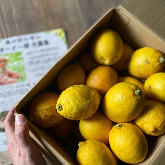 福岡県産生搾りレモン使用♪ウィークエンドシトロンケーキ！さわやかなレモン香るパウンドケーキ