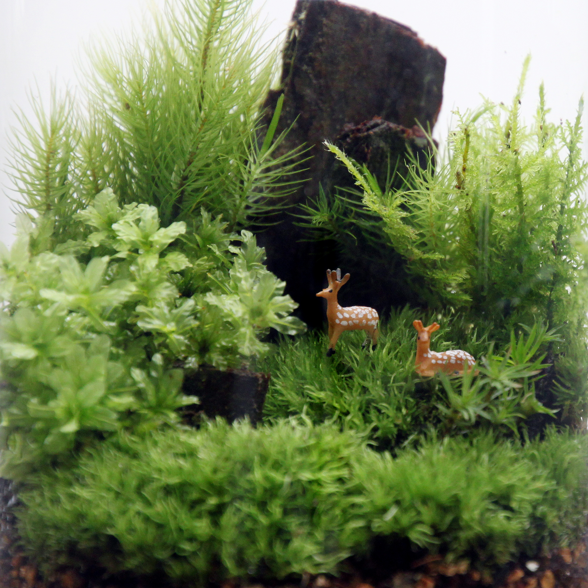 苔テラリウム 小鹿と苔の森  ヒノキの台座・お手入れ道具付
